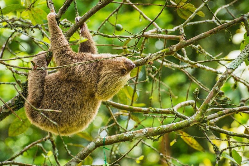 A sloth in the wild hanging from a tree branch