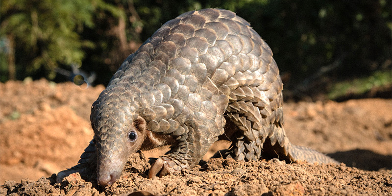 A wild pangolin stands on the dry ground. Its scales are shining in the sunlight.