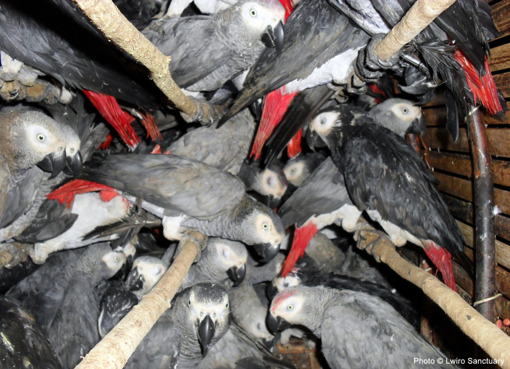 Captured African grey parrots crammed into a crate for transport in the exotic pet trade. 