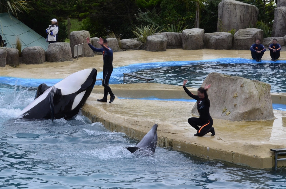 Orca in captivity