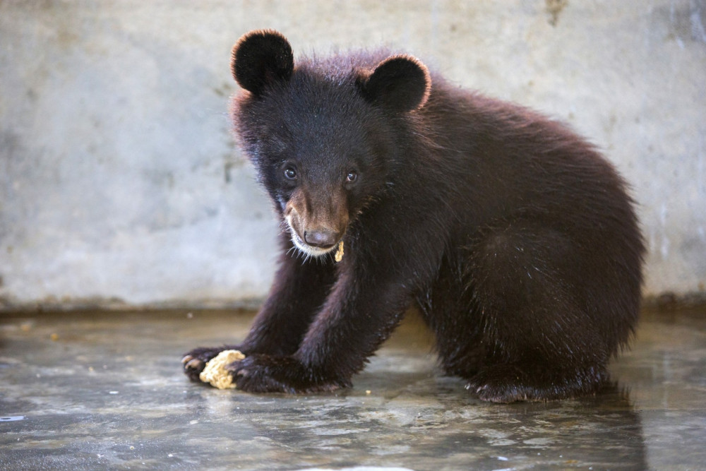 A bear cub at Balkasar bear sanctuary