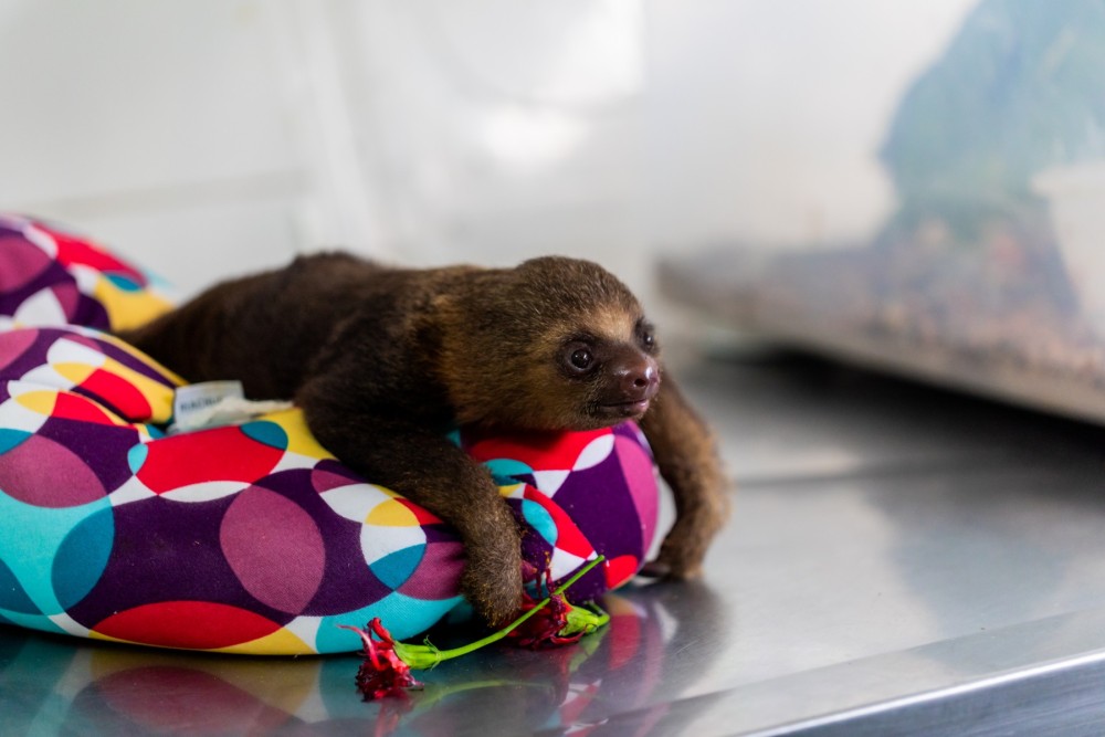 Baby female sloth brought to CETAS - World Animal Protection