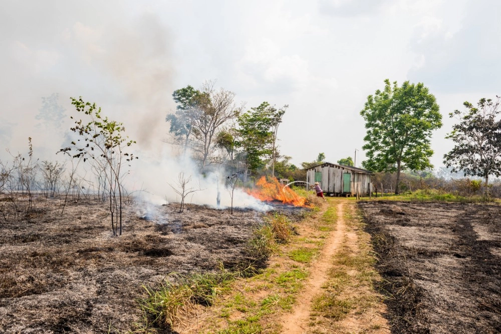 There have been 72,843 fires reported in Brazil since the beginning of the year. Over half of these have been within the Amazon rainforest.