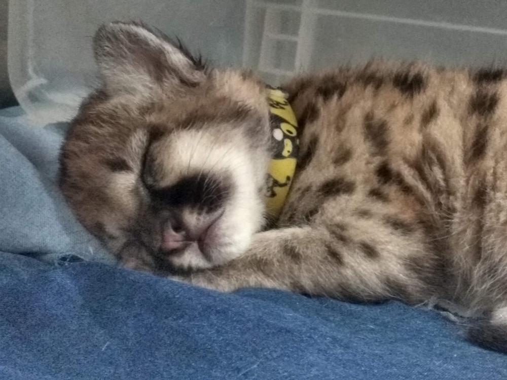A sleepy cub rescued from Amazon fires