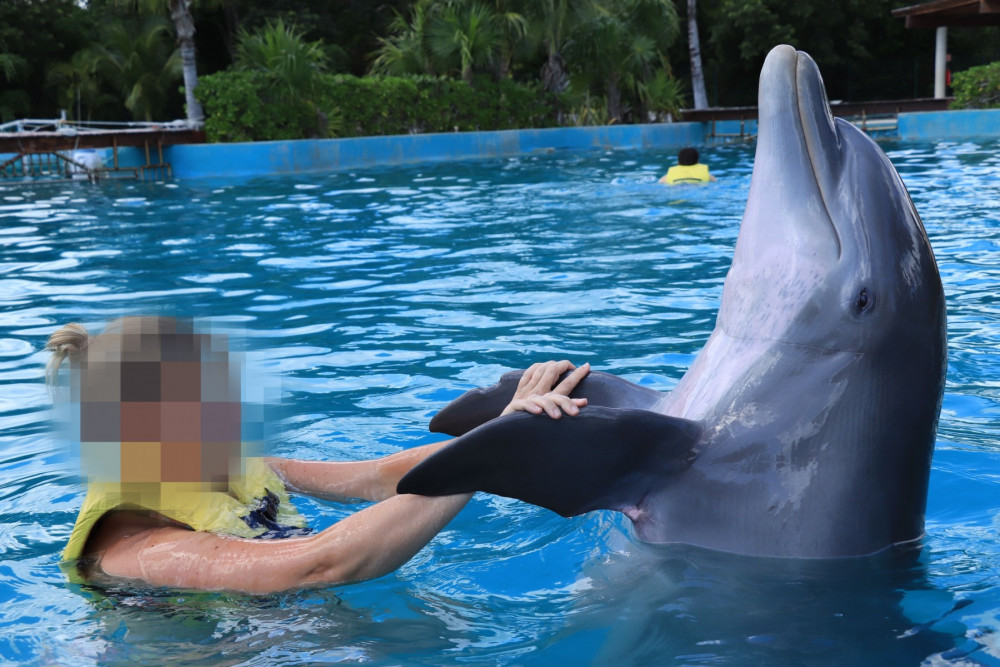 Dolphin in captivity in Mexico