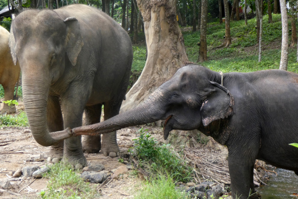 Elephants, Sow (right) greeting Jahn at the Following Giants venue in Thailand