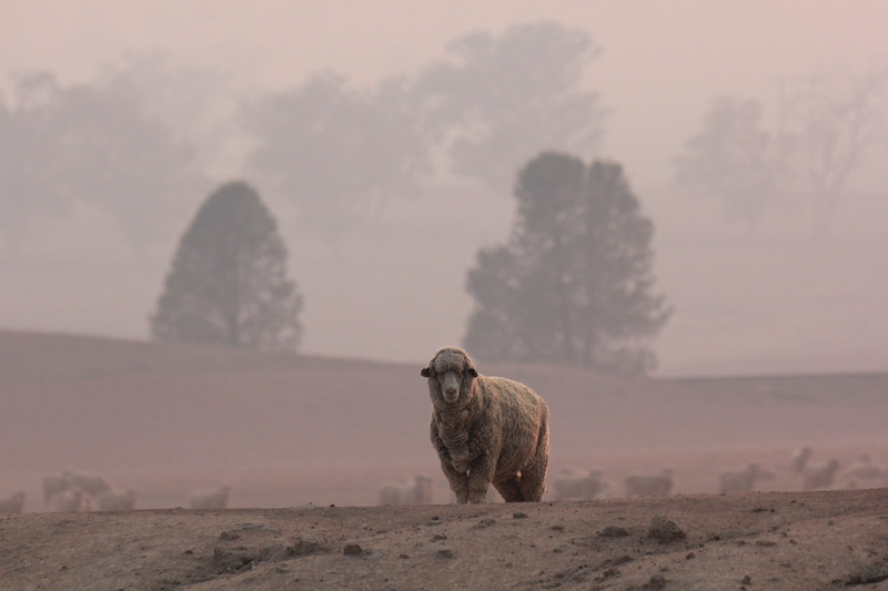 Sheep in Australia during brushfires