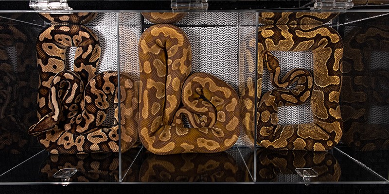 Pythons being sold at a reptile fair in the USA. They are kept in small plastic tubs where they aren't able to fully stretch their bodies.