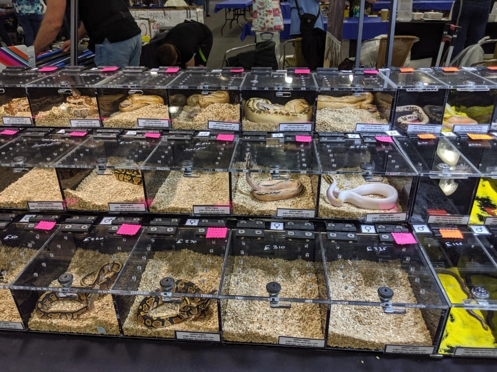 Pictured; Pythons displayed at a reptile expo in Doncaster, UK,