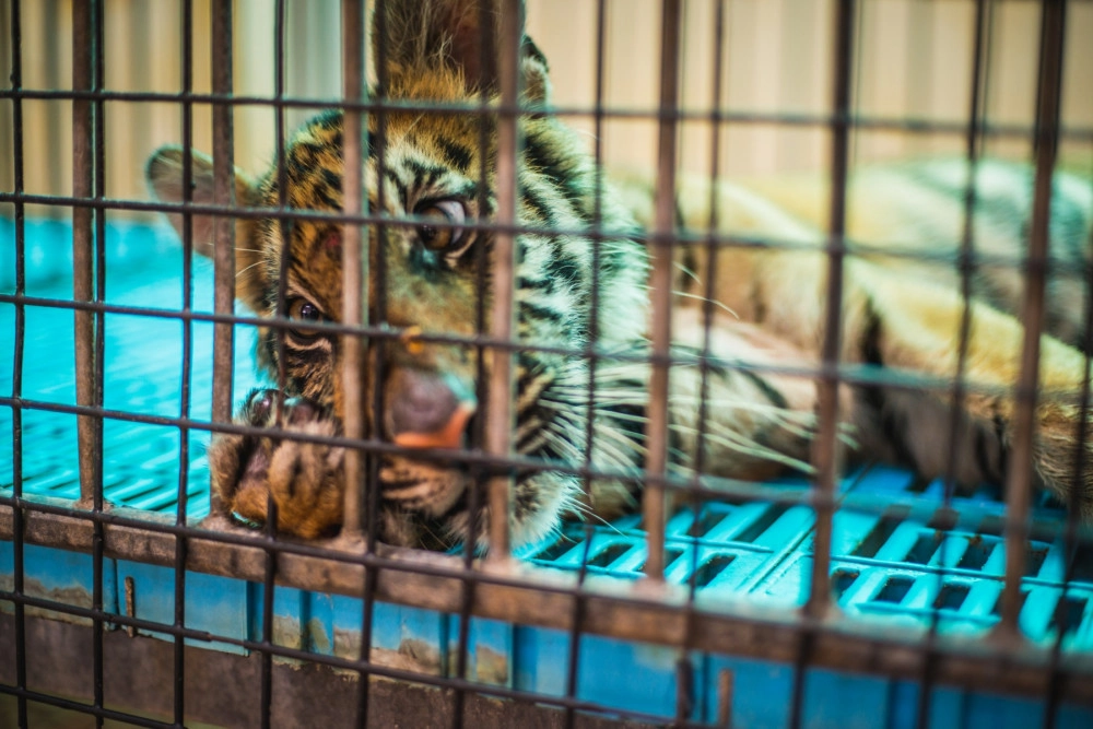 A baby tiger spends the entire day in this tiny cage, at a venue where tourists pay to feed these baby tigers with milk.
