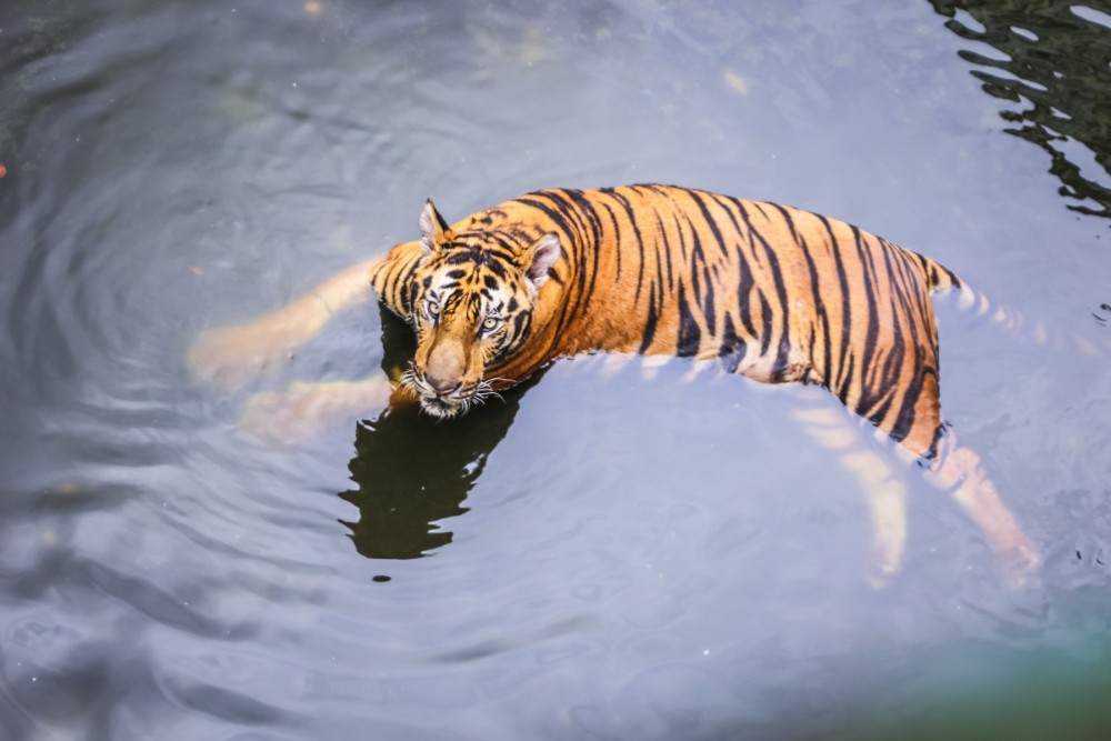Tiger swimming in pond at entertainment venue 