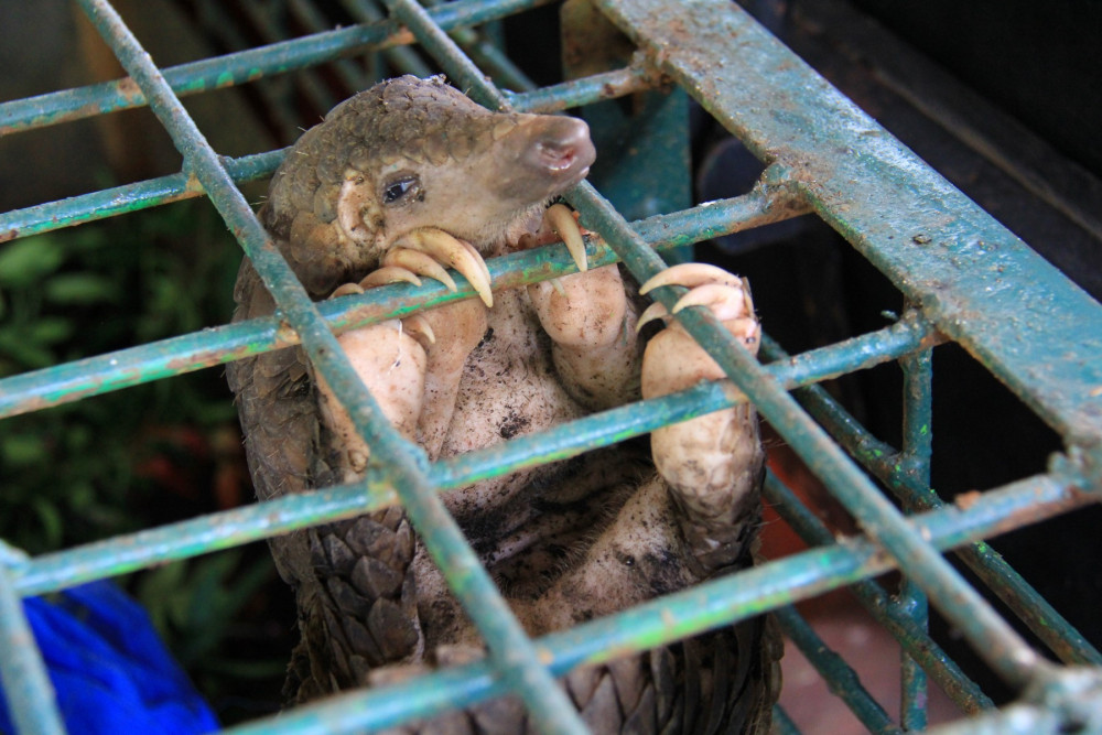 A seized pangolin at the Natural Resources Conservation Center Riau, Pekanbaru, Indonesia, in 2017. Photographer Reference: Arief Budi Kusuma