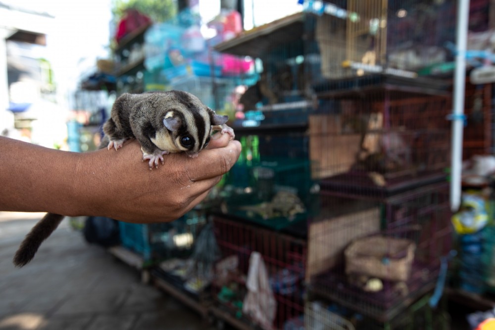 A wildlife market in Indonesia.
