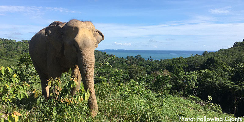 A rescued elephant at Following Giants, roaming in the foliage. The ocean is visible in the background.
