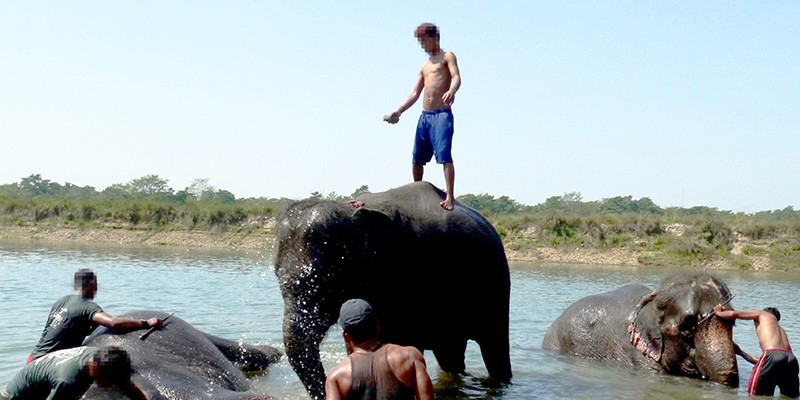 A man standing on an elephant in a shallow river. Around him, more tourists with elephants are visible.