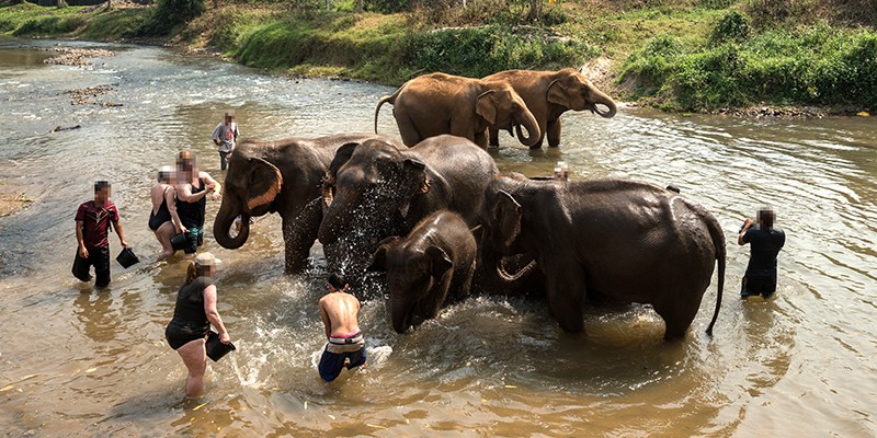 A group of tourists bathing in a shallow river wit elephants.