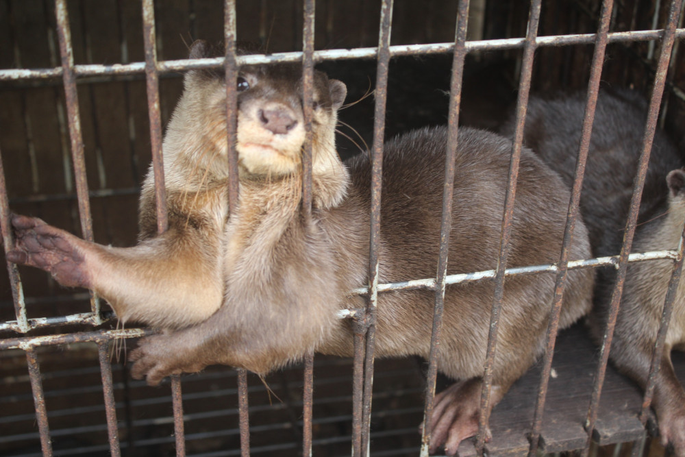 An otter in a cage on a captive breeding farm that supplies the exotic pet trade. 