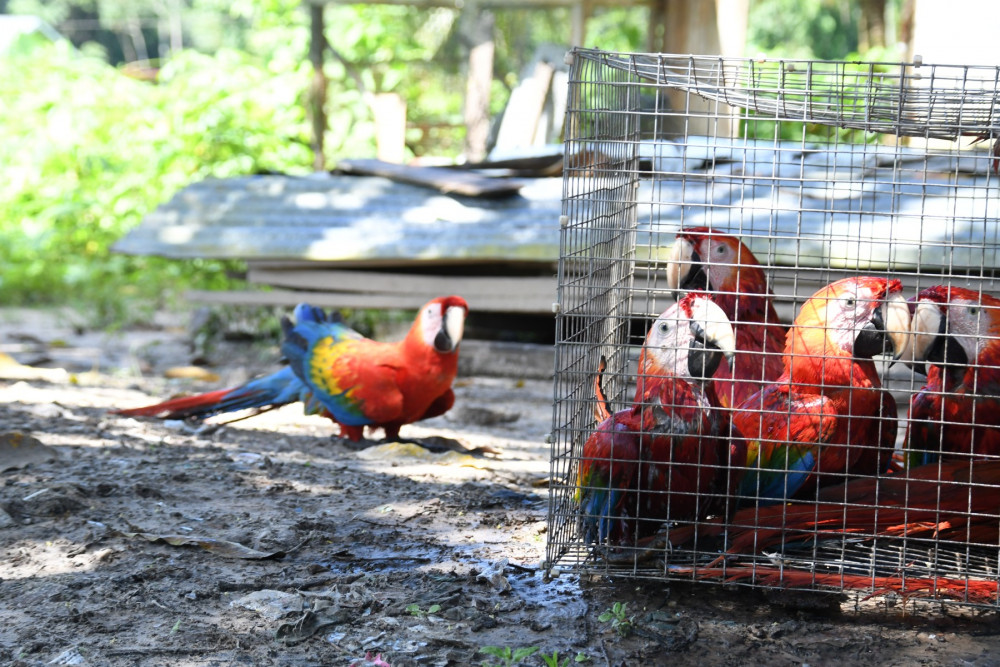 Macaws caught in a cage for the illegal exotic pet trade.