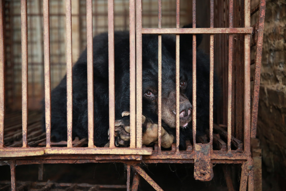 A bear in a cage used in the bear bile trade
