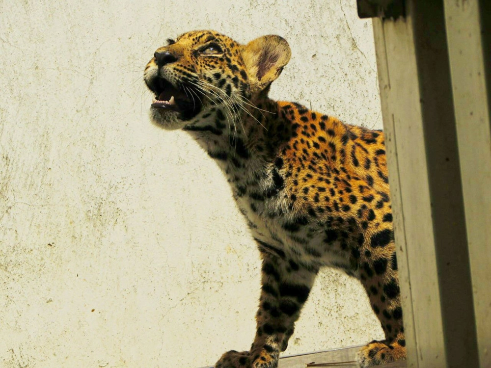An orphaned jaguar cub