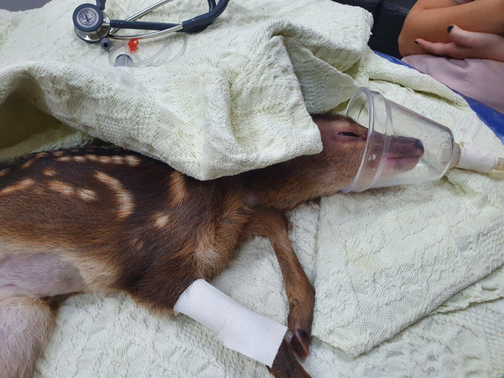 A baby deer under veterinary care