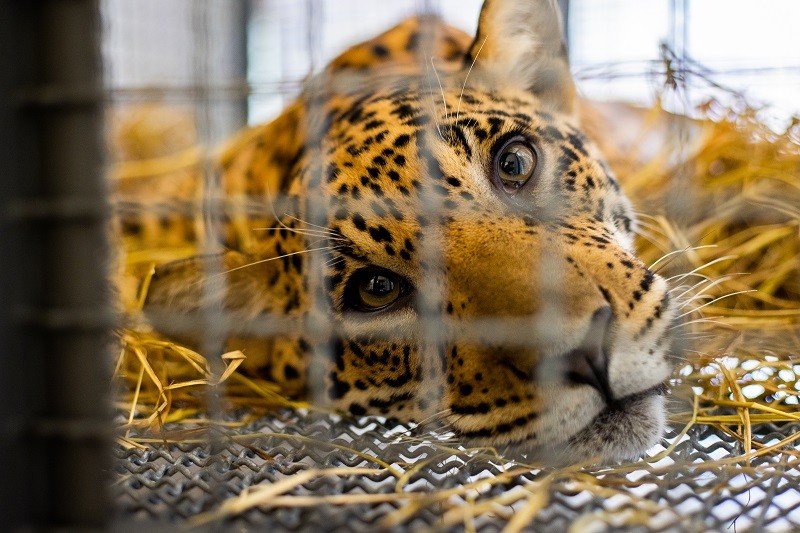 A jaguar cub after sedation and pre-transfer tests, recovering in a transport carrier. 