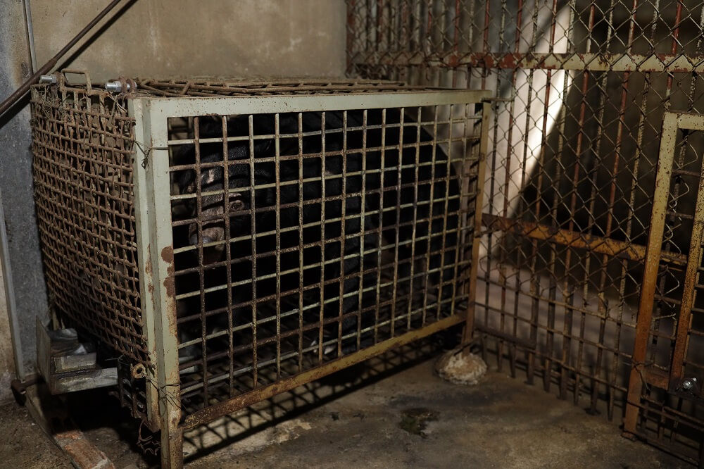 Bonne and Clyde were kept in small barren cages