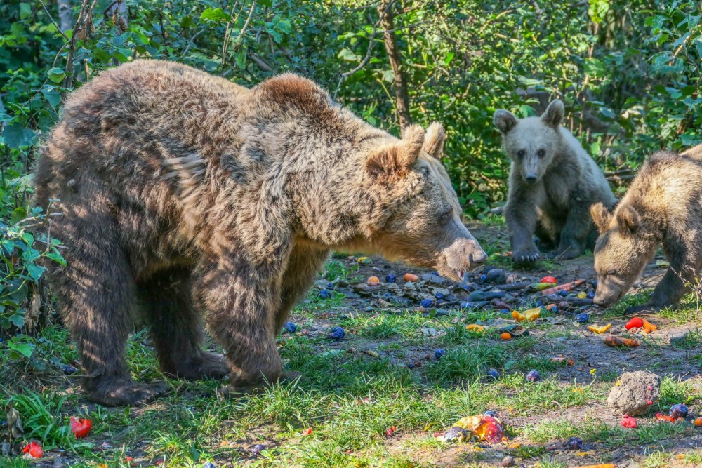 Bears of Libearty Sanctuary