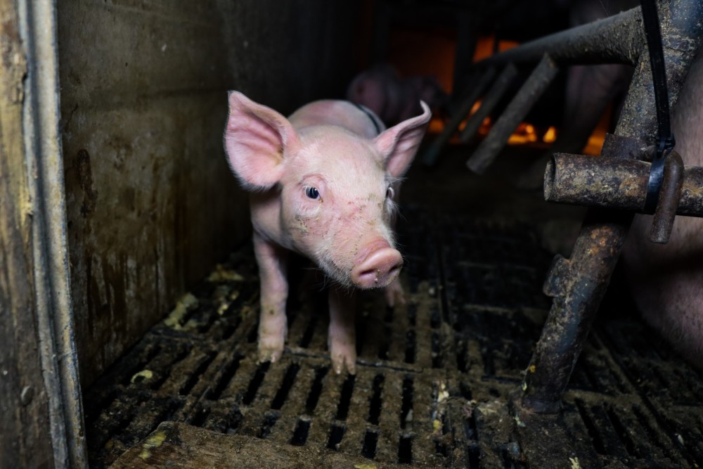 A piglet on a factory farm