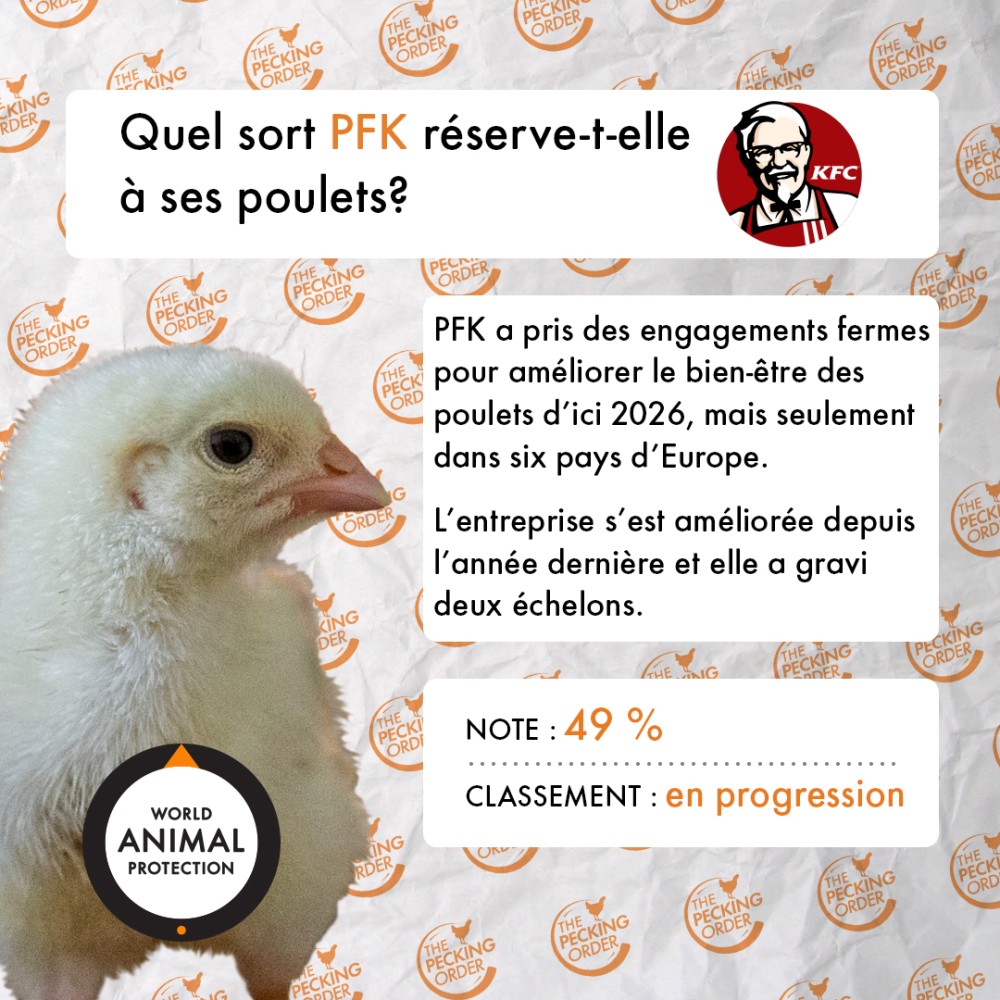 CFC-PeckingOrder-KFC-FRE