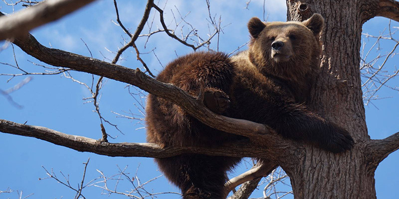 A brown bear sitting on a tree branch. There are no leaves and the sky behind the bear is a bright blue.