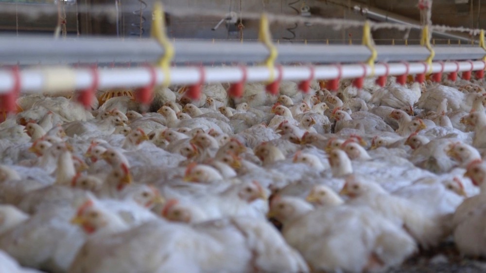 Chickens crammed together on factory farm - World Animal Protection - Animals in farming