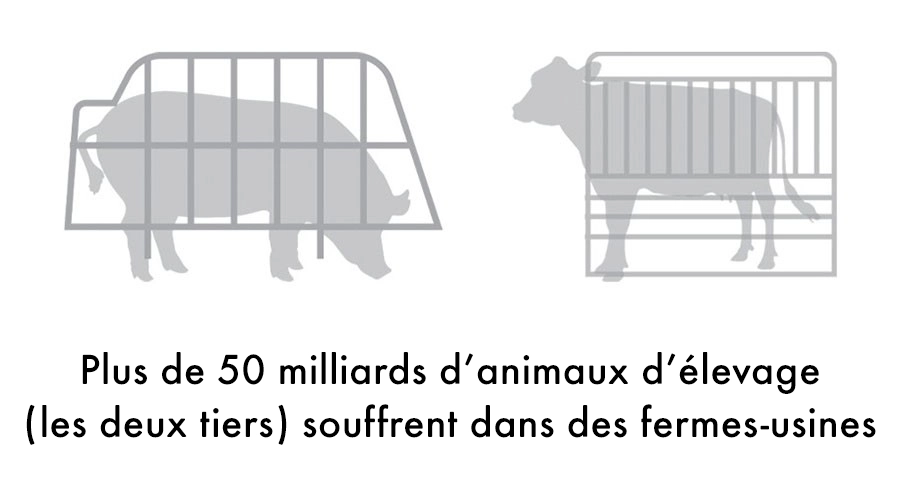 Plus de 50 milliards d’animaux d’élevage  (les deux tiers) souffrent dans des fermes-usines