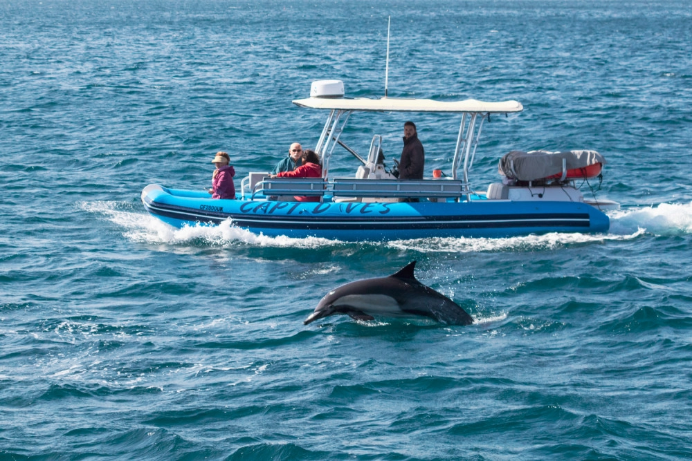 Boat and dolphin in Dana Point, USA - Capt. Dave's Dolphin & Whale Safari