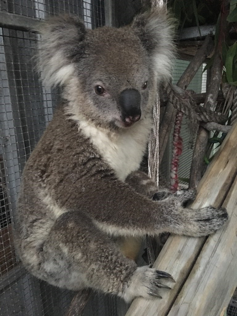 A koala at Hunter Wildlife