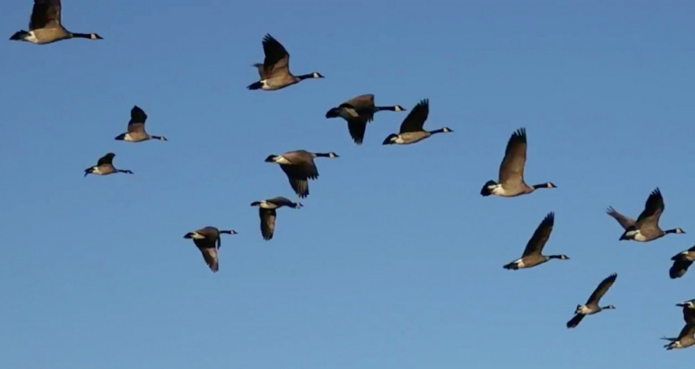 Birds migrating through the sky