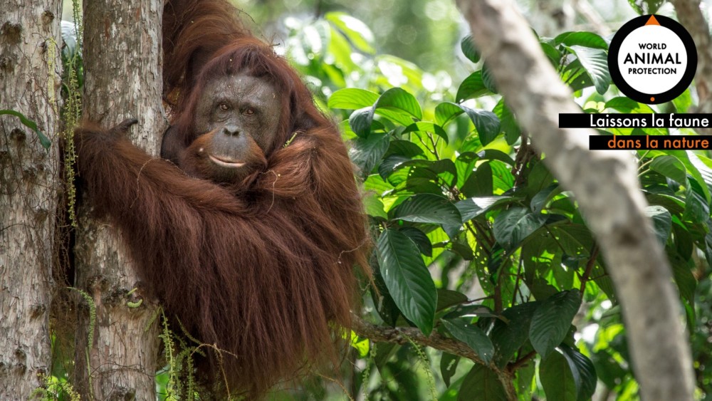 Zoom orangutan
