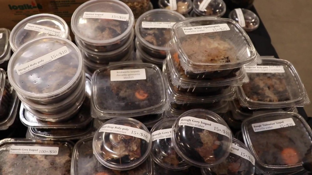Pictured: A animals kept in tiny containers at a reptile expo.