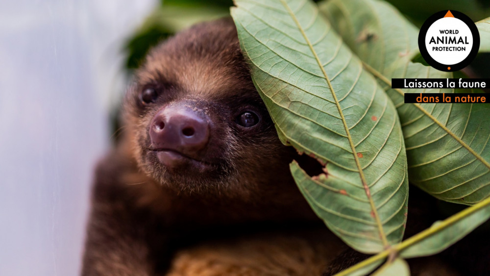Zoom sloth