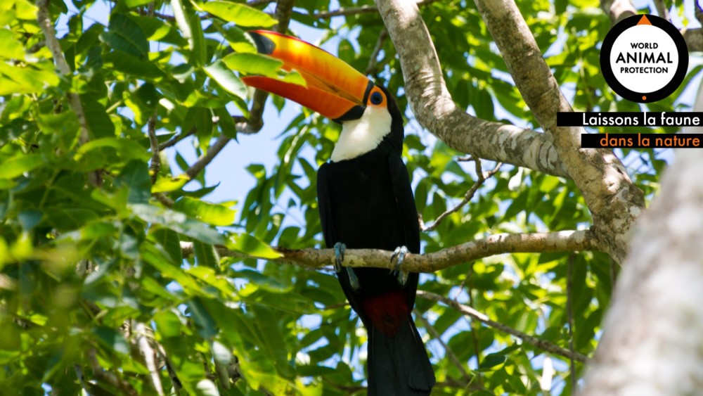 Zoom toucan