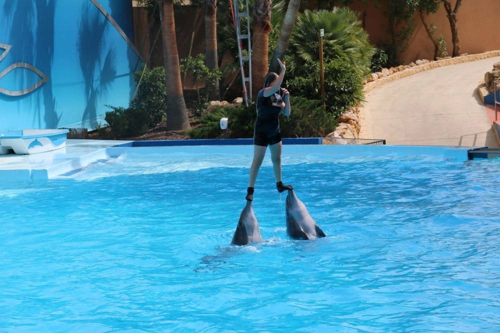 Dolphins performing at cruel dolphin attraction - Wildlife. Not entertainers - World Animal Protection