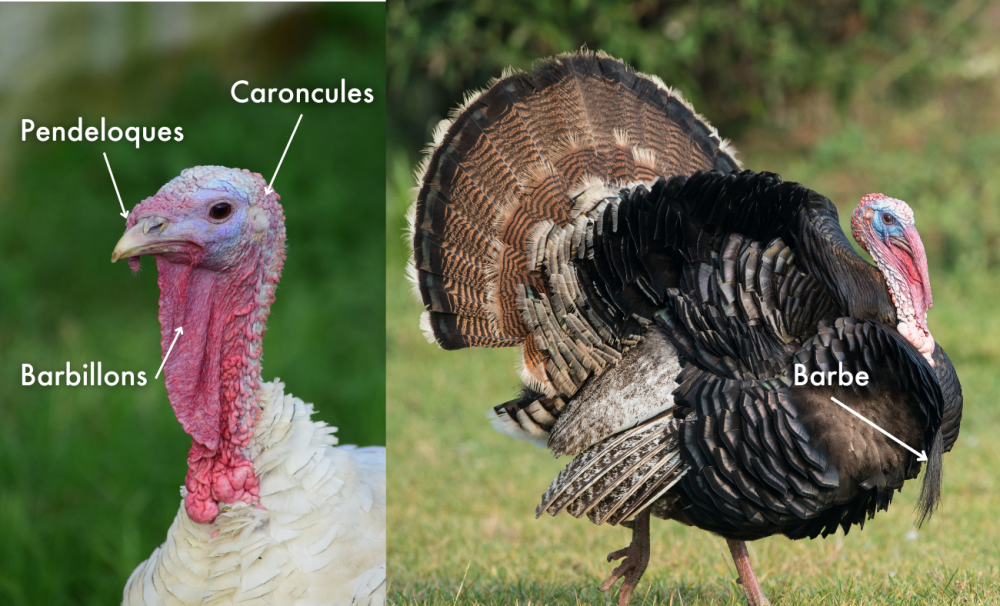 A turkeys anatomy