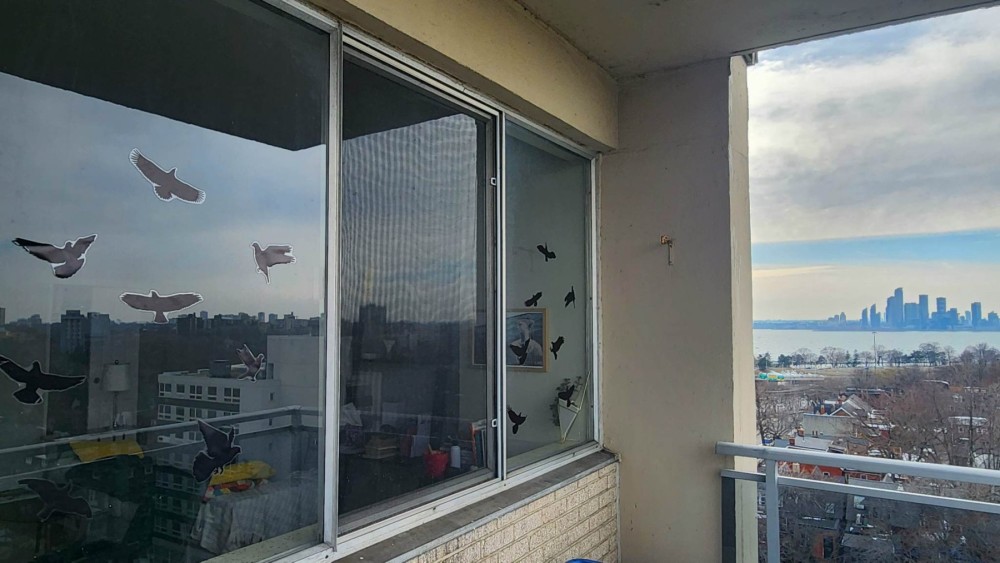 Bird decals on a window to prevent bird collisions