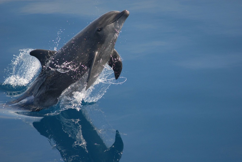 Bottlenose dolphin in Tenerife - Pixabay David Mark
