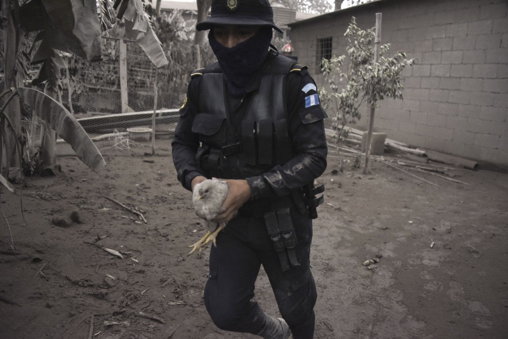 A police officer carries a chicken in the ash-covered village of San Miguel Los Lotes. AFP/Johan ORDONEZ