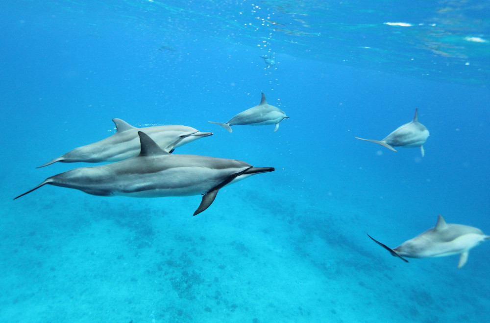 Dolphins swimming in the wild