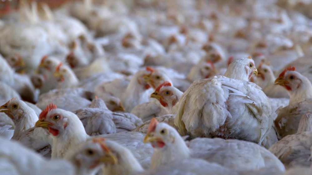 The brutal life of a meat chicken in Canada