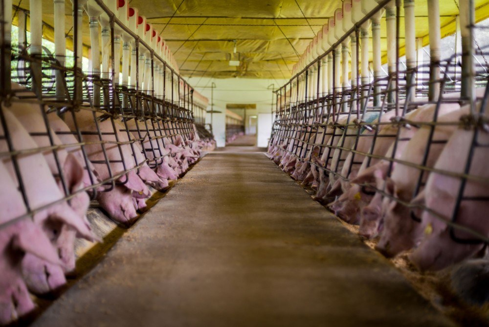Pregnant pigs in gestation crates only fed once a day