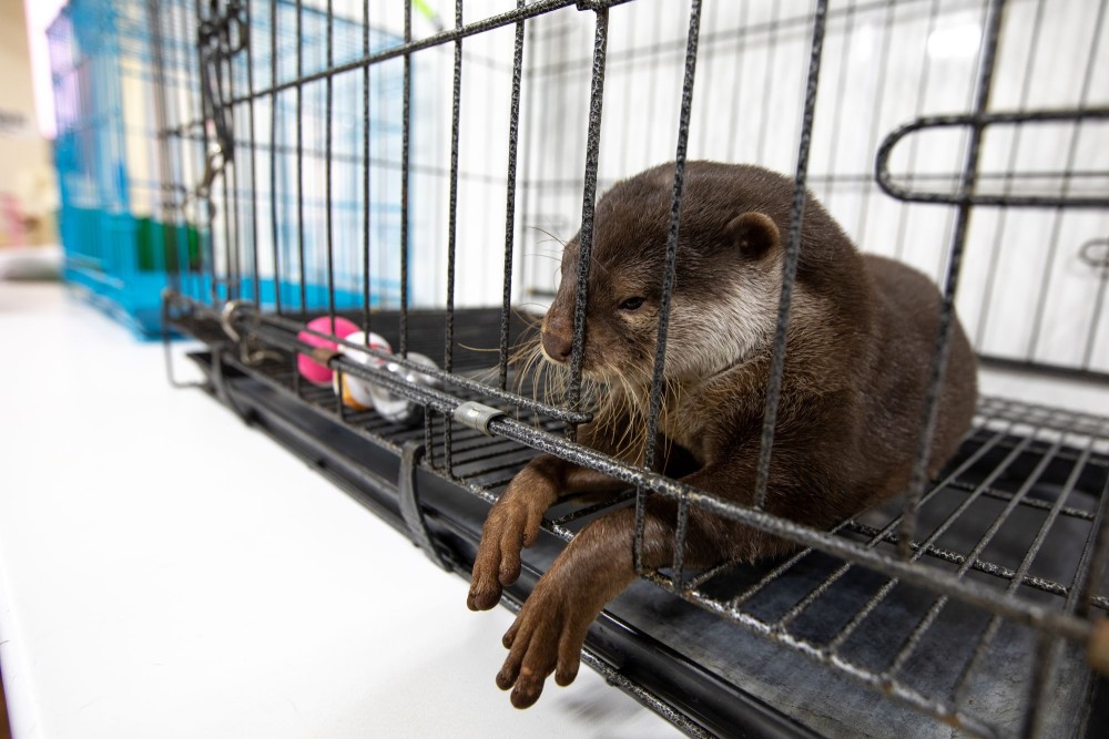 Otter in cage at otter cafe in Japan - World Animal Protection