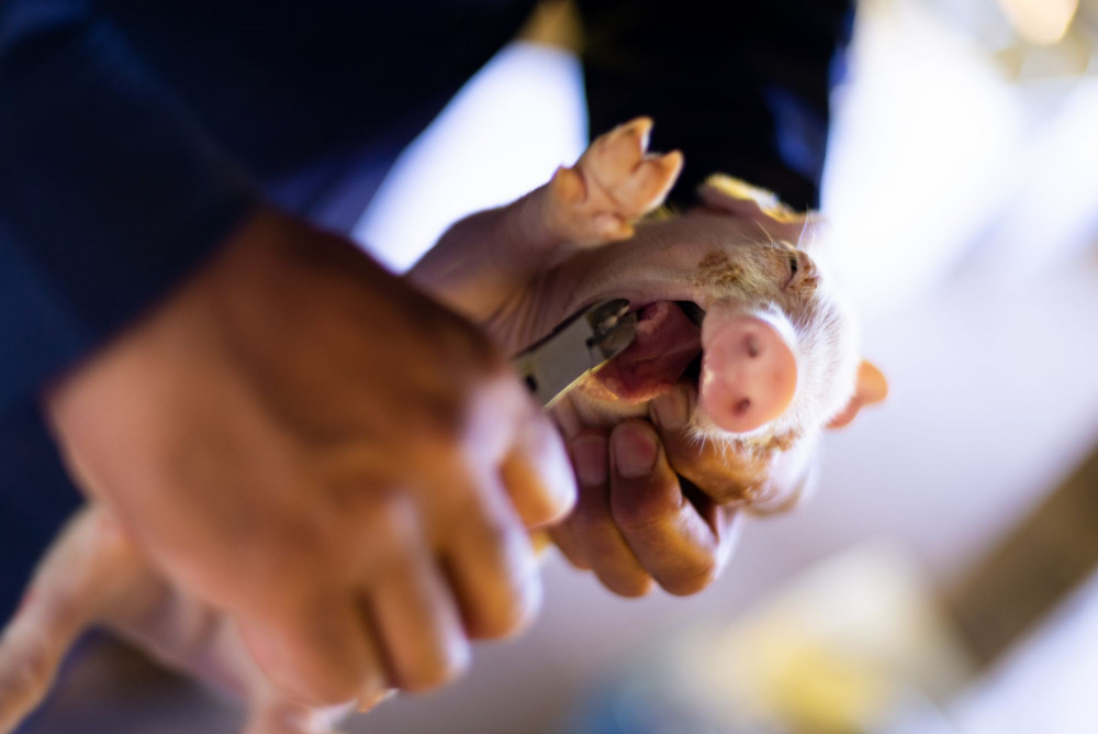Farm worker clips teeth of a piglet 72 hours after birth